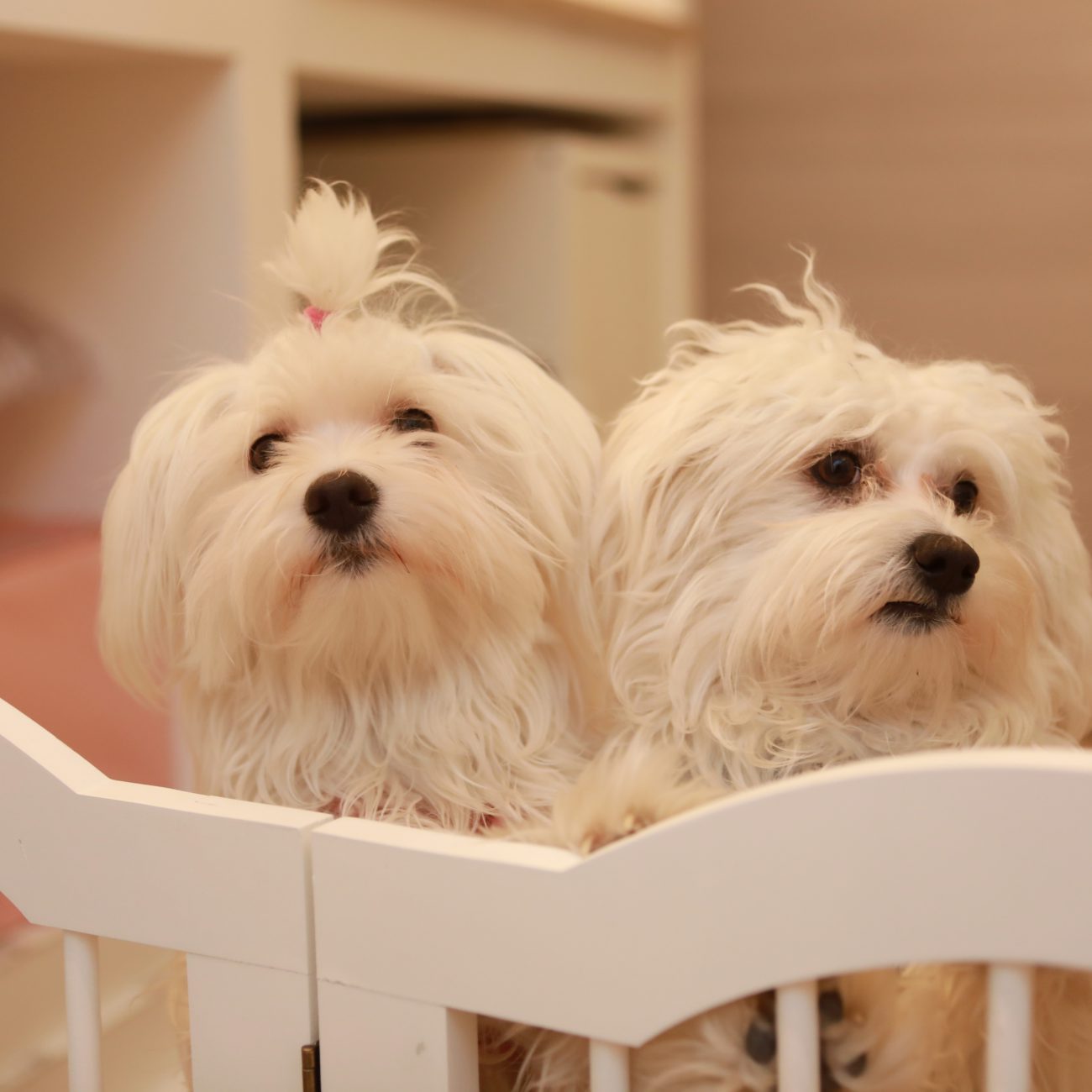 Adina und Aron, zwei kleine weiße Hunde